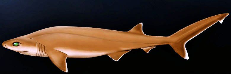 Hexanchus nakamurai_001.jpg